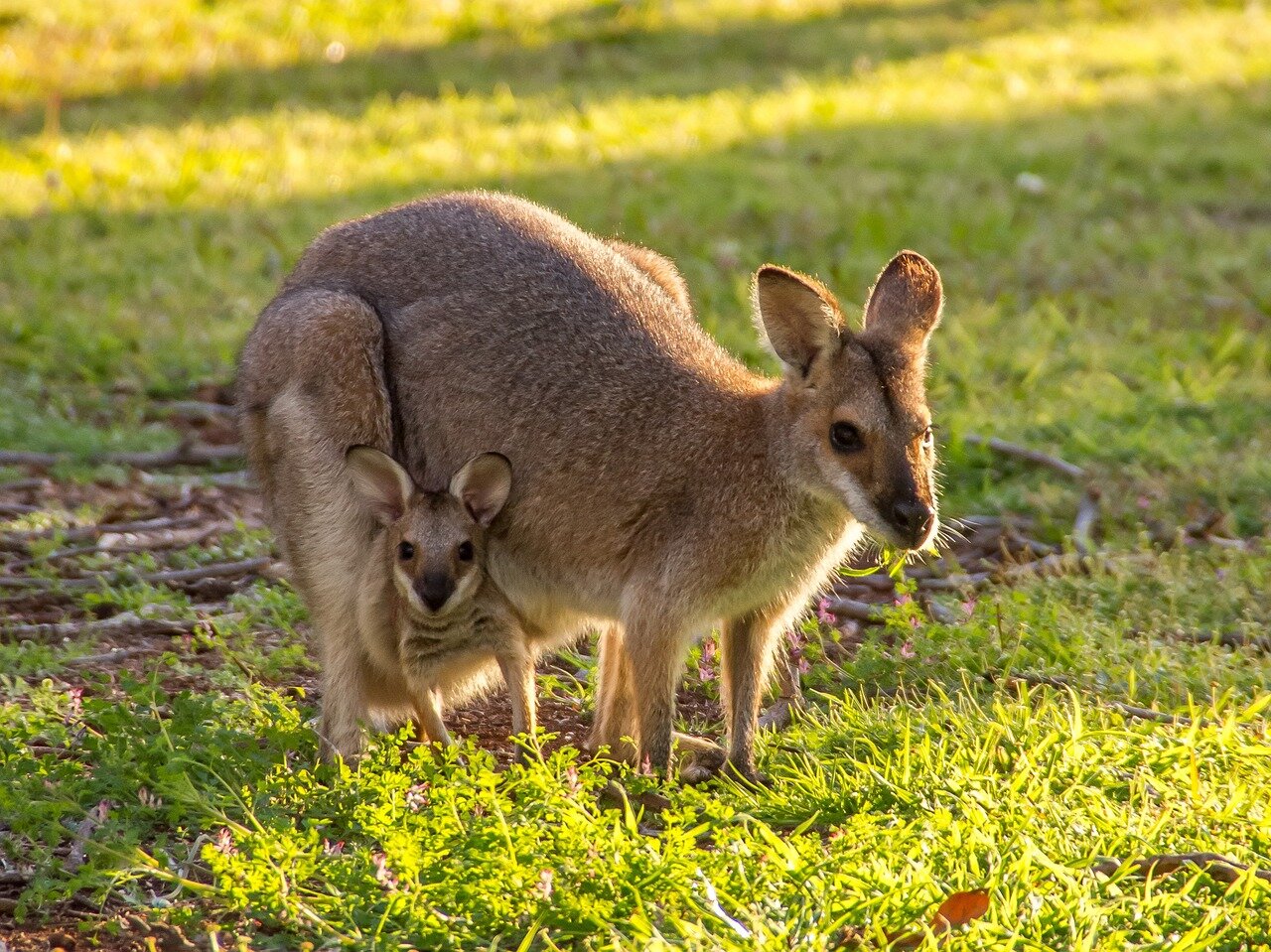 A passionate crowd cheers enthusiastically as New South Wales takes an early lead in the State of Origin decider